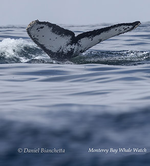 Humpback Whale tail photo by daniel bianchetta